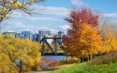 Make Fall Cleanup Simple and Affordable for Your Business